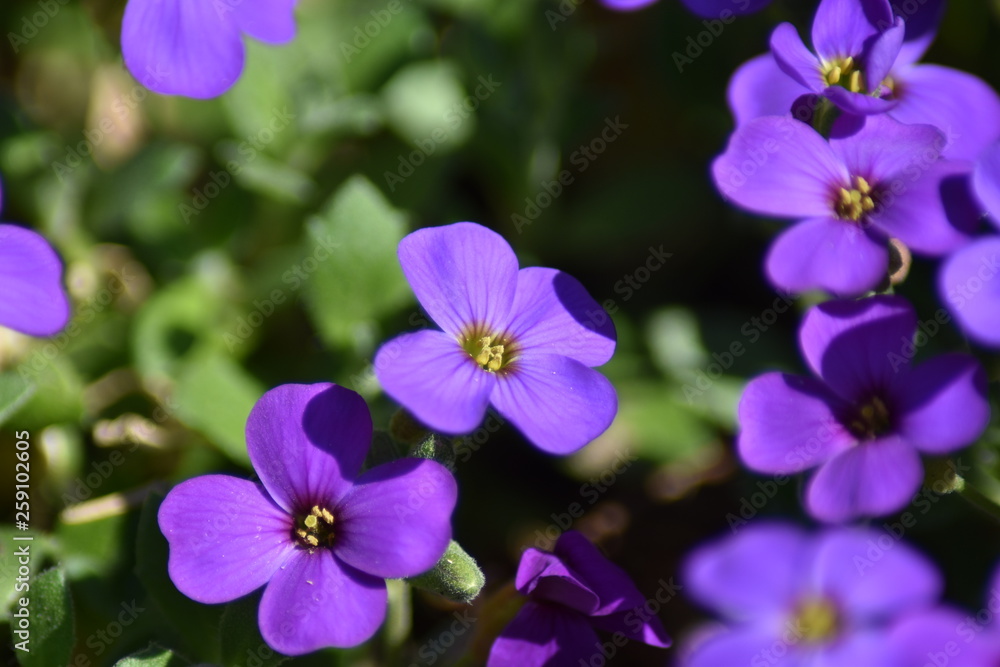 Blühende Blaukissen (Aubrieta) Blühende Blaukissen (Aubrieta)