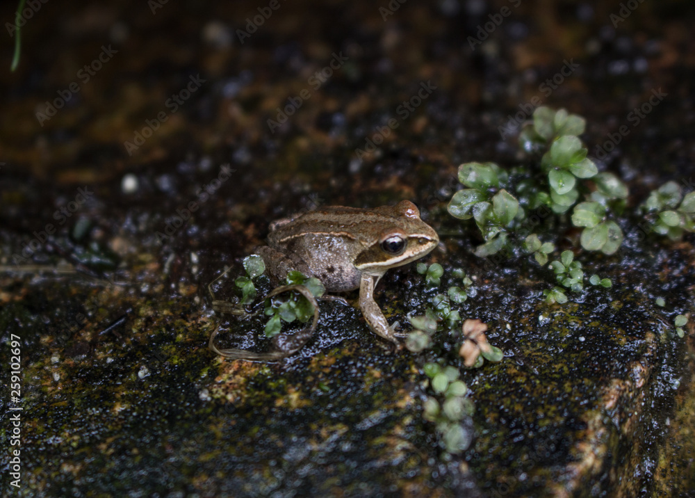 Little frog Little frog