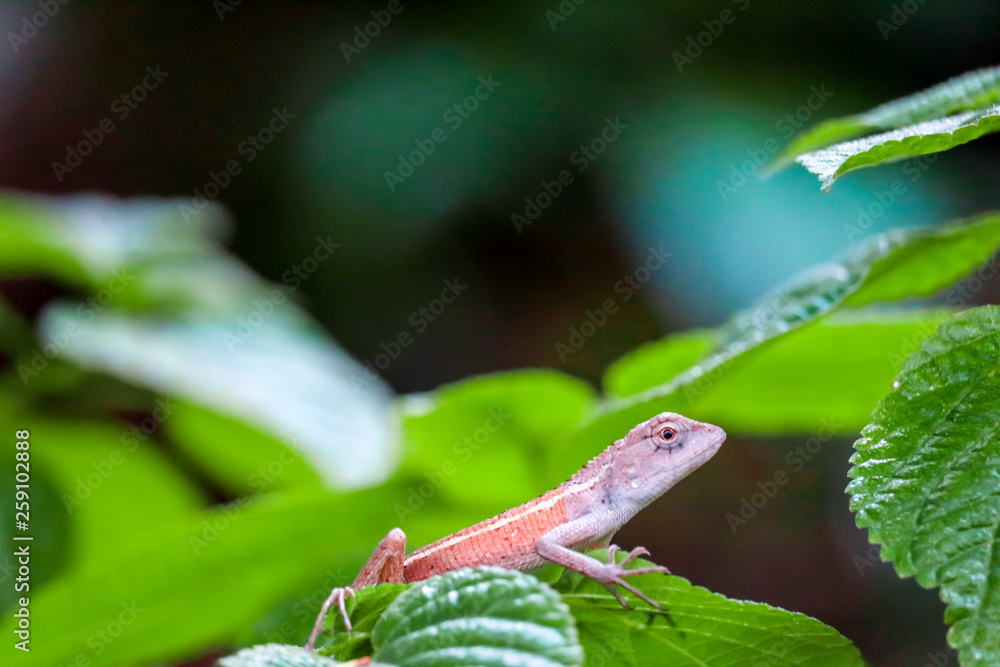 Lizard is hides under leaves of plant to escape from predators