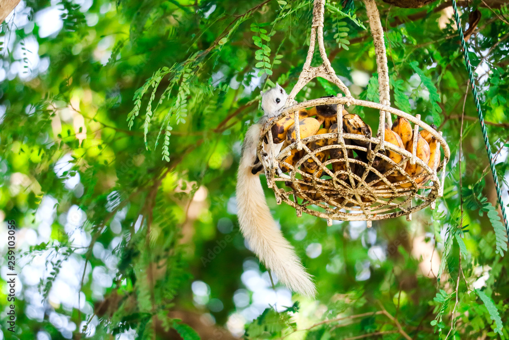Squirrel trickling fruit in basket hanging on a tree