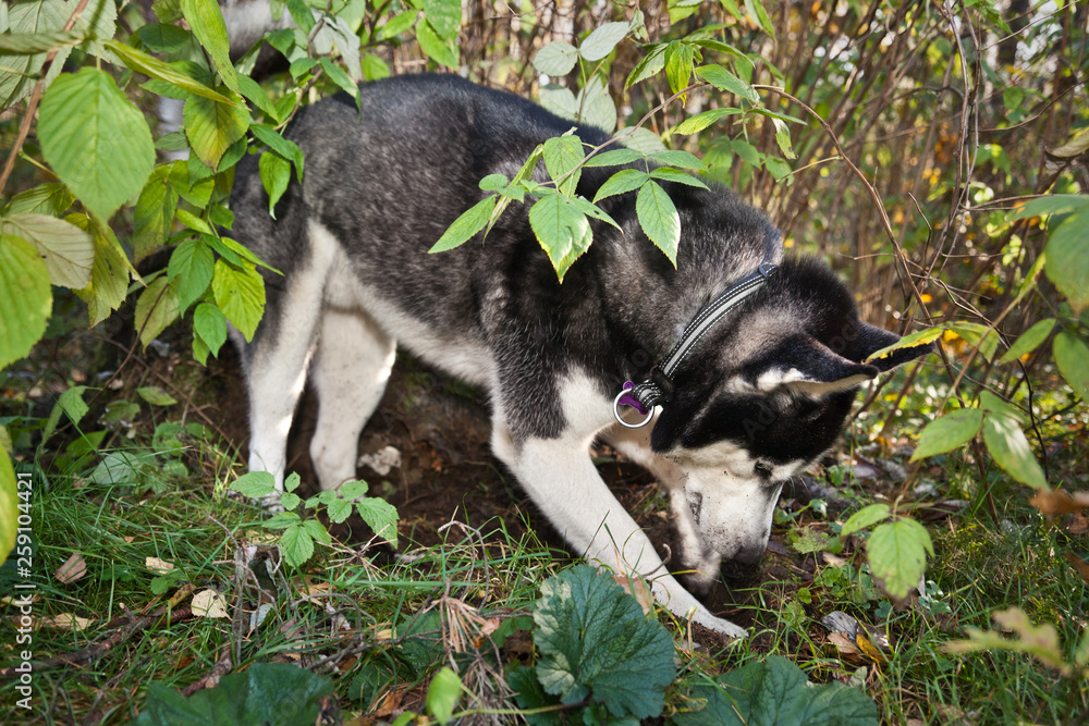 Dog breed Siberian Husky breaks the ground is hunting for a mouse in the green bushes