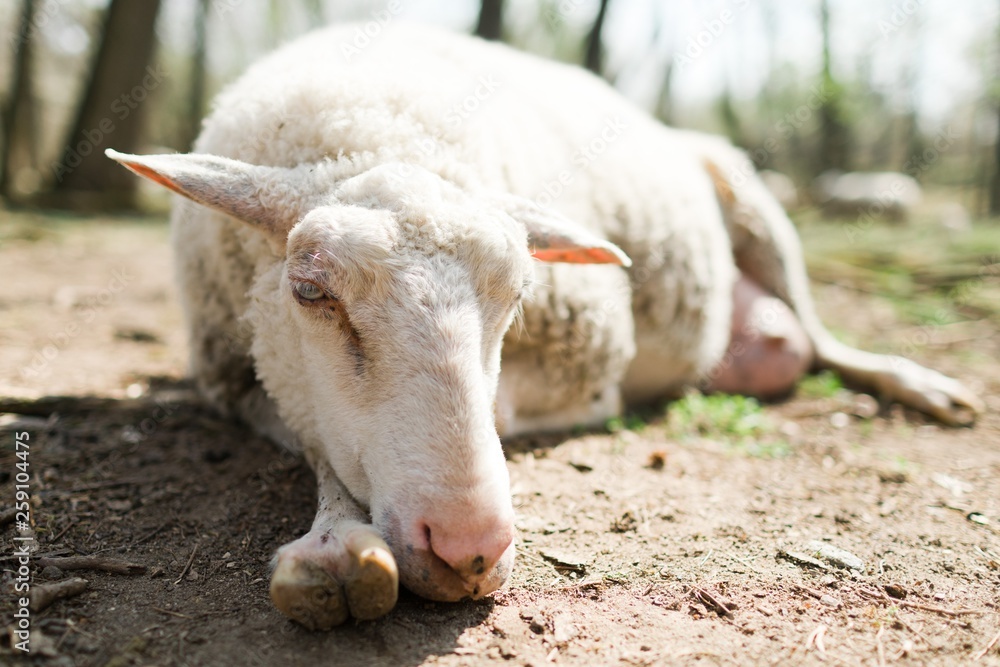 Spring the easter time in real world on farm, sheep lying on ground, bio ecological farm