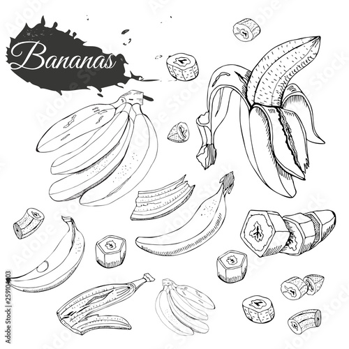 Monochrome collection of bananas. Whole and sliced elemets isolated on white background. Hand drawn sketch.
