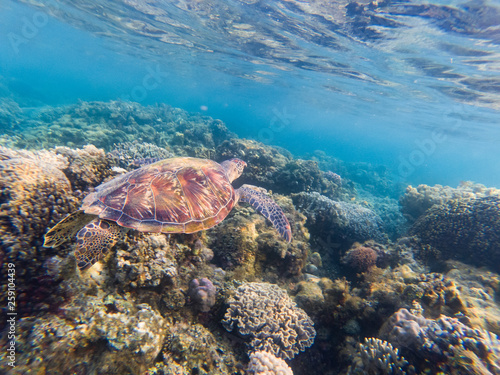 Turtle swimming underwater