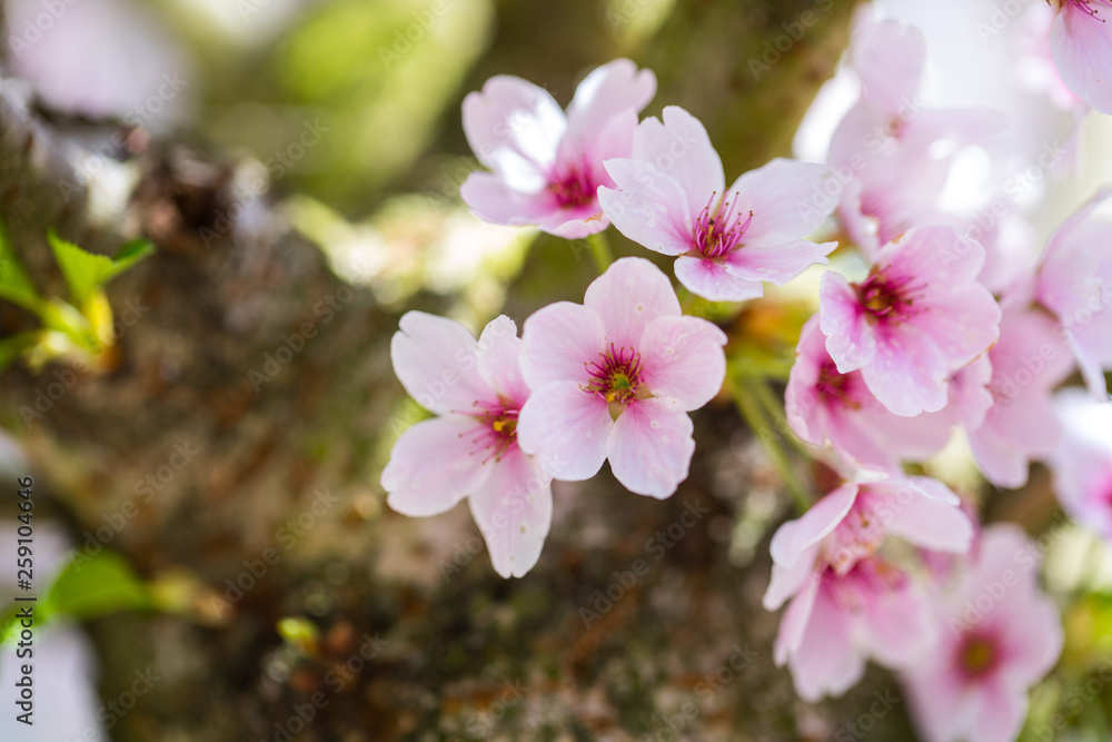 Nahaufnahme von hellrosa Kirschblüten im sonnigen Frühling Nahaufnahme von hellrosa Kirschblüten im sonnigen Frühling