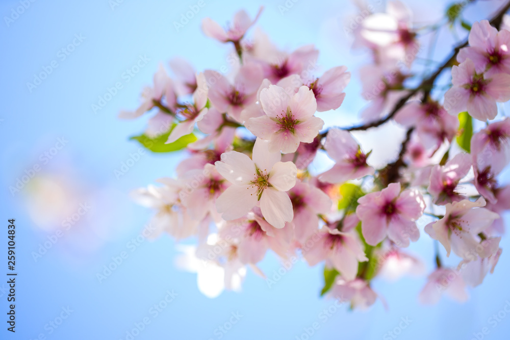 Nahaufnahme von hellrosa Kirschblüten im sonnigen Frühling Nahaufnahme von hellrosa Kirschblüten im sonnigen Frühling