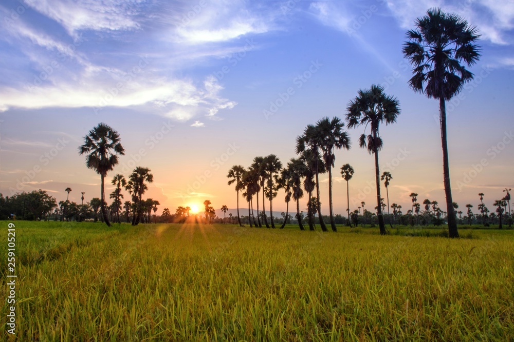 Obraz premium The sun set in the field