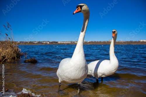 Swan couple close-up on the pond. White swans - Symbol of loyalty. Birds in love on the water. photo