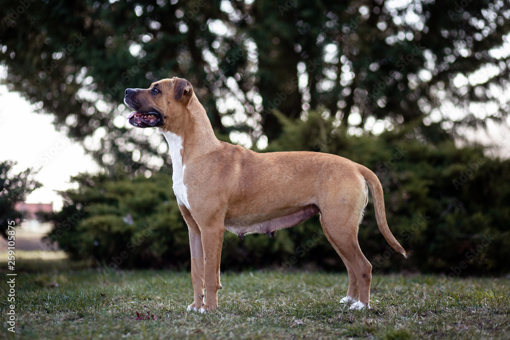 Dog portrait Dog portrait