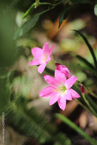 pink flower in garden