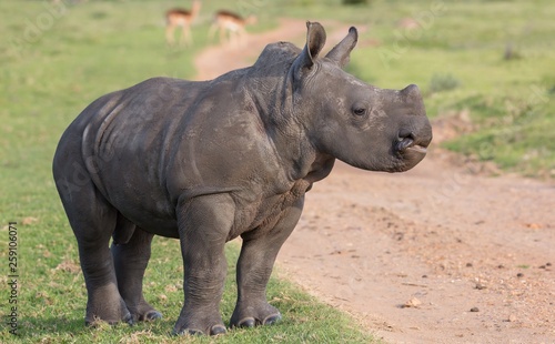 A young white rhino with head held high