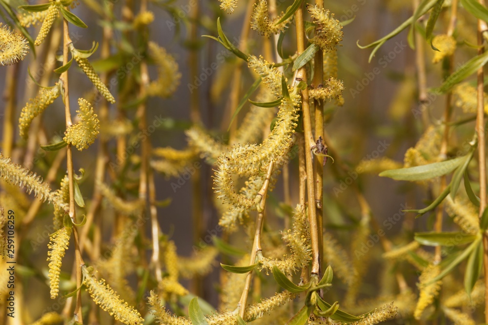 Fototapeta premium Catkins of a weeping willow tree.