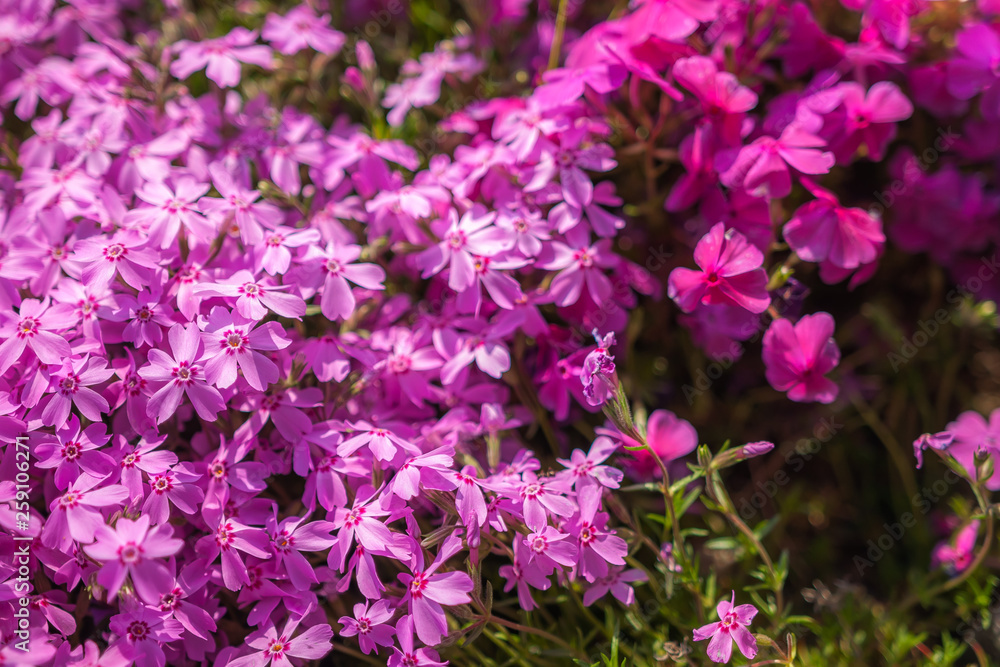 View of purple-coloured Creeping Phlox, or also known as Phlox Stolonifera, which is a herbaceous, stoloniferous, perennial, plant, seen in Kyoto's Toba Sewage Treatment Plant. View of purple-coloured Creeping Phlox, or also known as Phlox Stolonifera, which is a herbaceous, stoloniferous, perennial, plant, seen in Kyoto's Toba Sewage Treatment Plant.