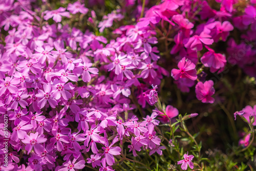 View of purple-coloured Creeping Phlox  or also known as Phlox Stolonifera  which is a herbaceous  stoloniferous  perennial  plant  seen in Kyoto s Toba Sewage Treatment Plant.