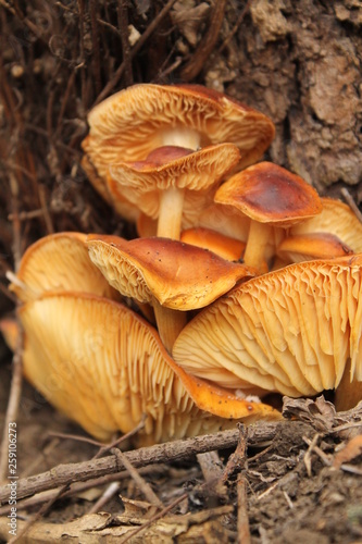 Spring mushrooms, orange hats