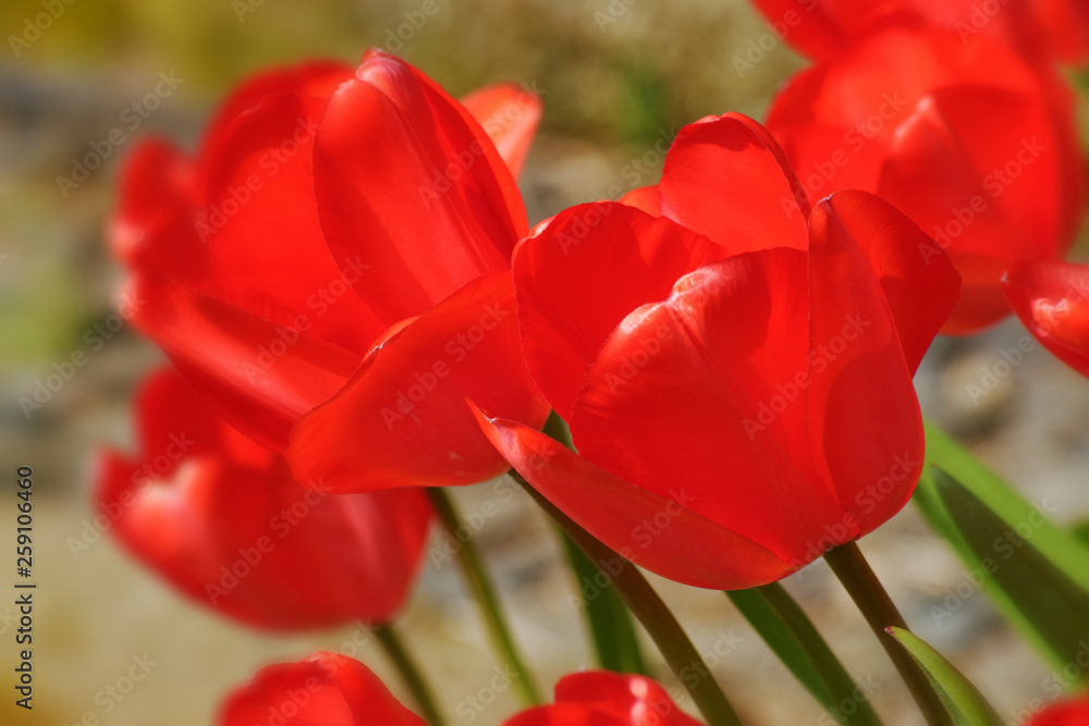 Tulip. Tulip.