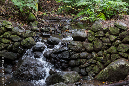 Waterfall and stone wall with moss in forest at Garajonay park. La Gomera  Canary Islands. Spain