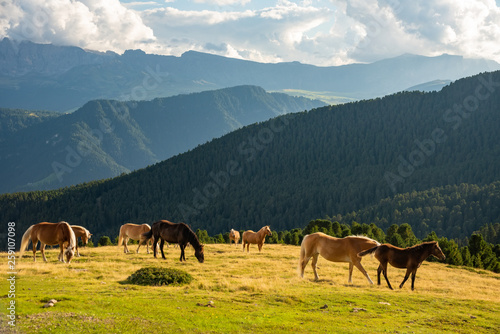 Horse over Dolomite landscape Geisler or Odle mountain Dolomites Group, Val di Funes, tourist region of Italy