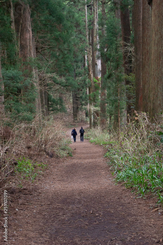 Cedar avenue, Tokaido, Hakone Japan © 雅文 大石