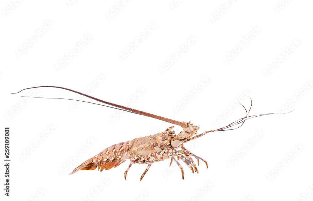 lobste isolated on white background with clipping path , dry-specimen animal marine. lobste isolated on white background with clipping path , dry-specimen animal marine.