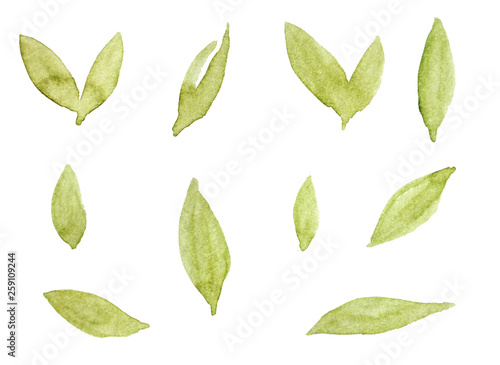elements isolated on white. collection of leaves