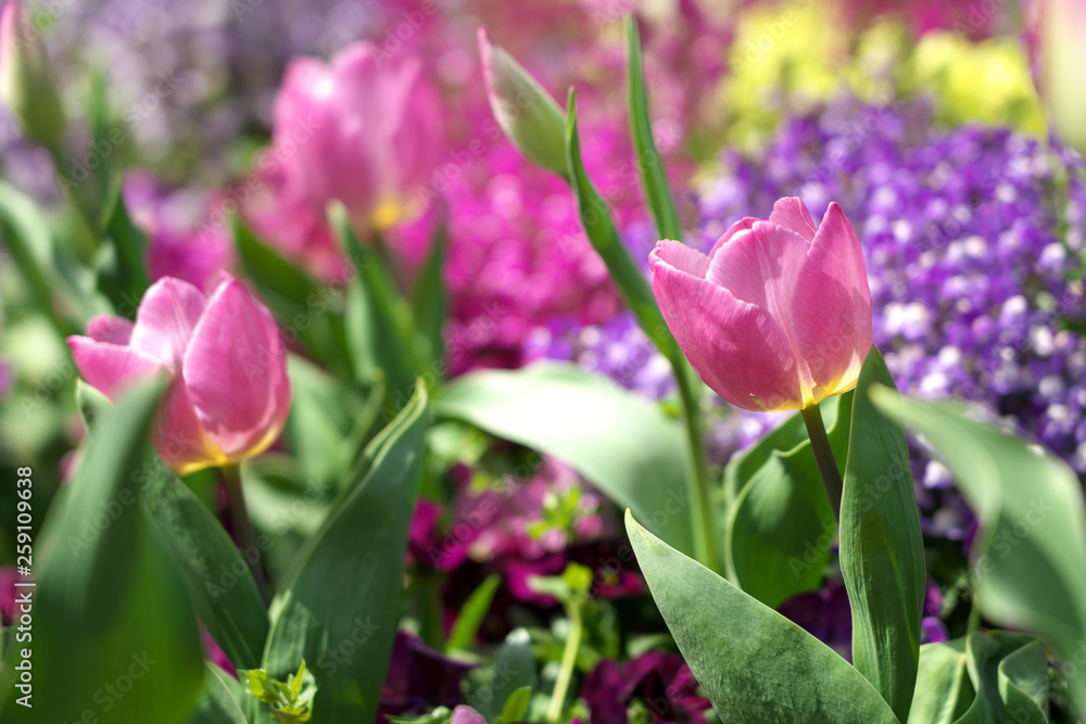 Obraz premium 春・チューリップの花