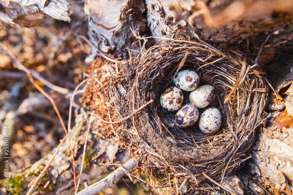 Nest with bird eggs in the spring forest