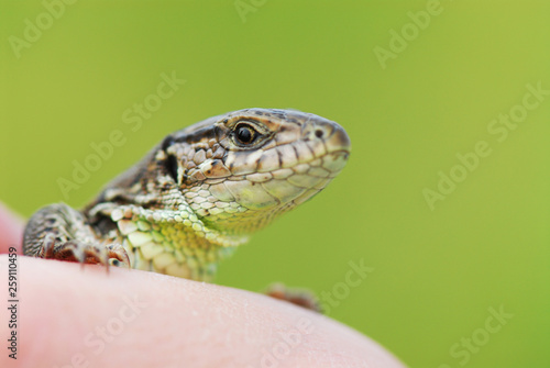Cute little lizard on a green background on the hand. Macro shooting