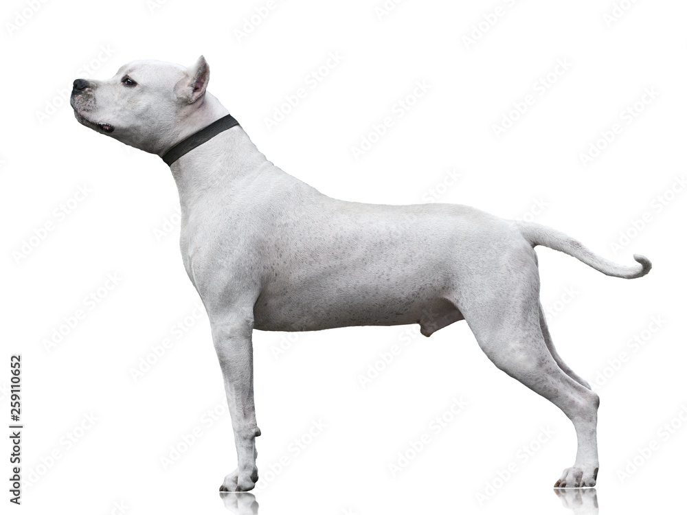 The powerfull muscular Dogo Argentino male stand isolated on white background. side view