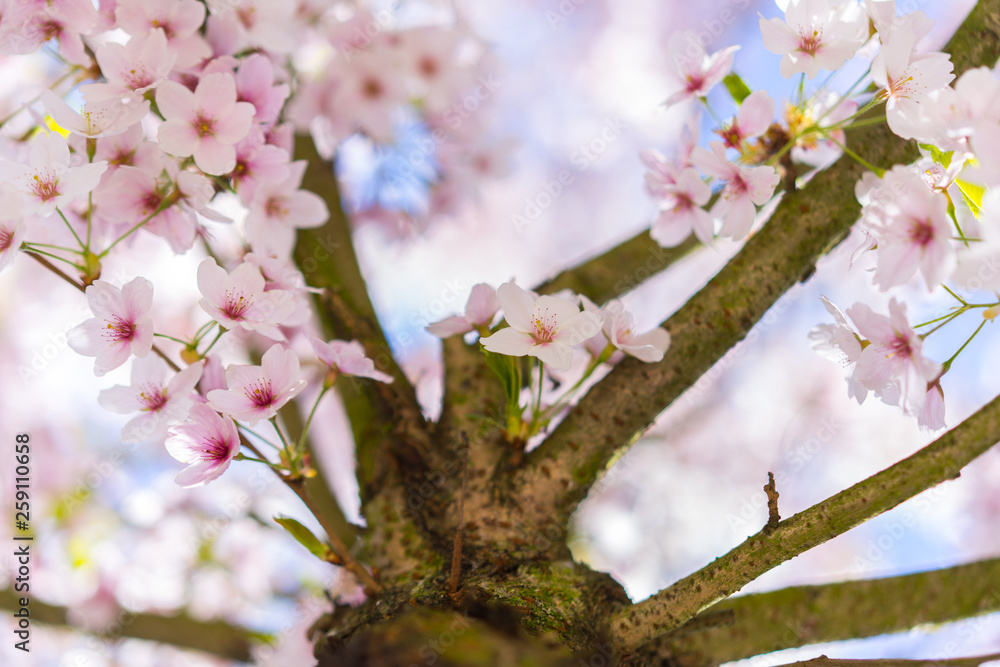 Obraz premium Nahaufnahme von hellrosa Kirschblüten im sonnigen Frühling