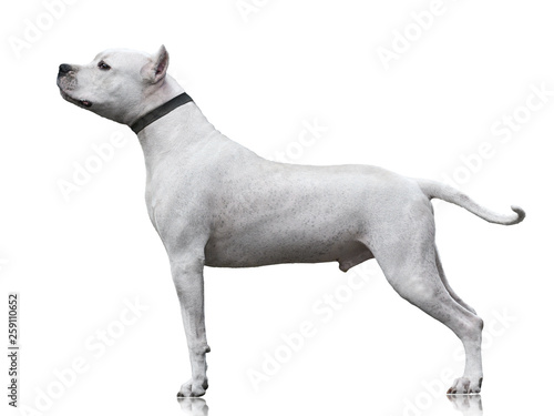Obraz na płótnie The powerfull muscular Dogo Argentino male stand isolated on white background. side view w salonie