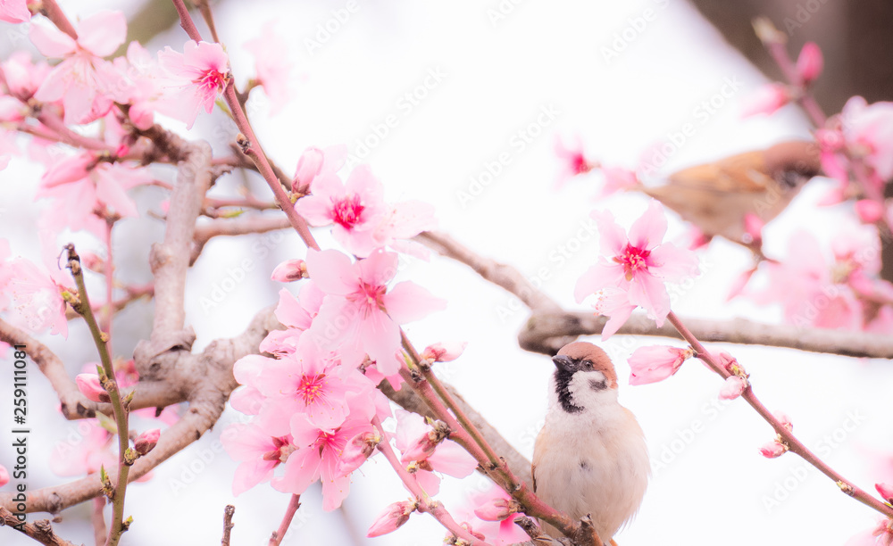 桜とスズメ 桜とスズメ