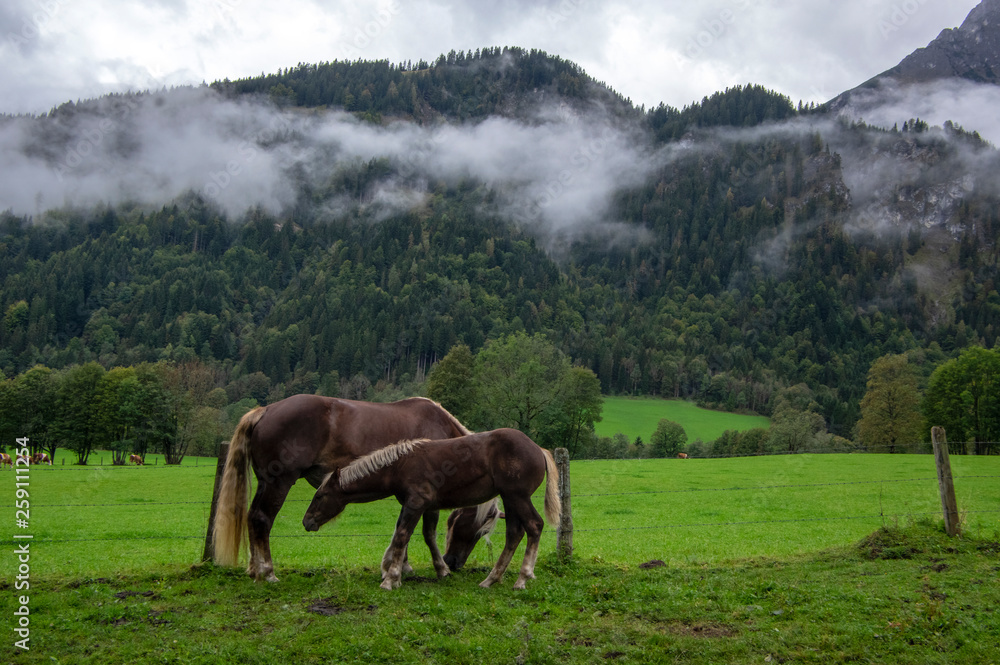 Horses on pasture in Verfenveng, Austria, Europe, wild natural scenery Horses on pasture in Verfenveng, Austria, Europe, wild natural scenery