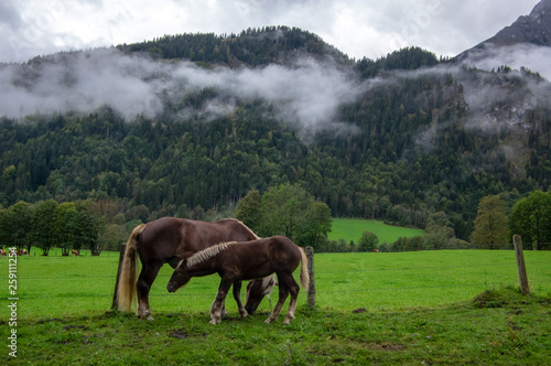 Horses on pasture in Verfenveng, Austria, Europe, wild natural scenery