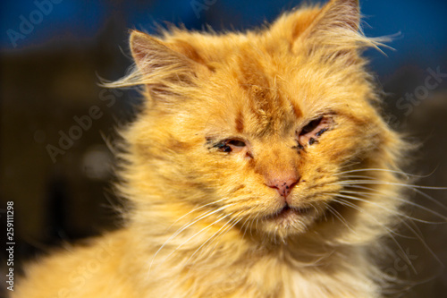 Pathetic stray cat kitten with sick eyes cluse-up animal portrait