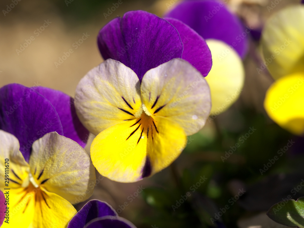 春・パンジーの花 春・パンジーの花