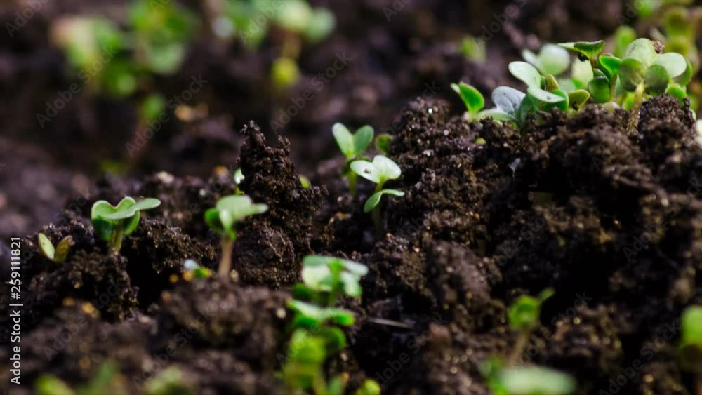 A seedling growing from the dirt time lapse video. Microgreens healthy food with vitamins. A seedling growing from the dirt time lapse video. Microgreens healthy food with vitamins.