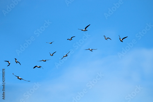 Fotografía Rapidly flying ducks