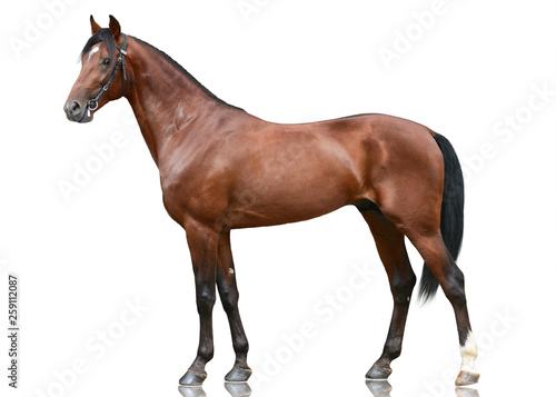 The beautiful brown sport horse standing isolated on white background. Side view