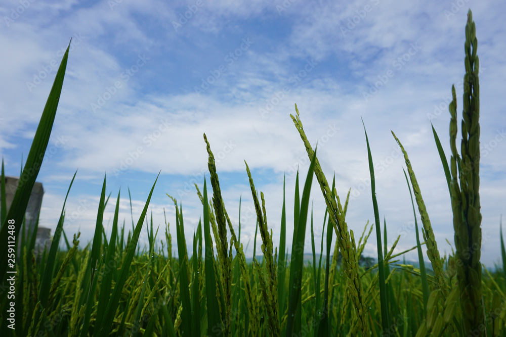 Obraz premium Rice plant in field with cloudy sky, Trenggalek, Indonesia