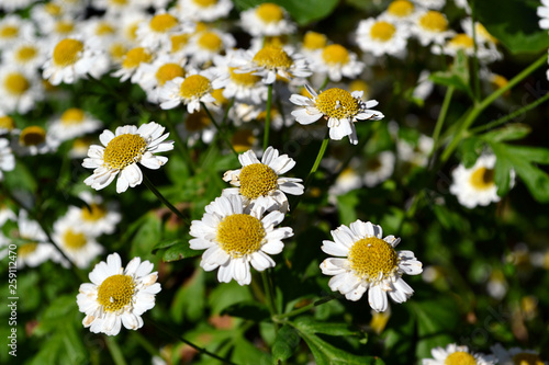 Matricaria chamomilla selective focus