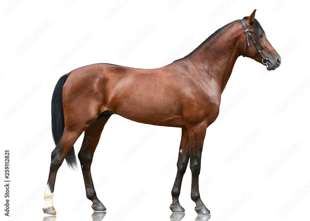 The beautiful bay sport horse standing isolated on white background. Side view