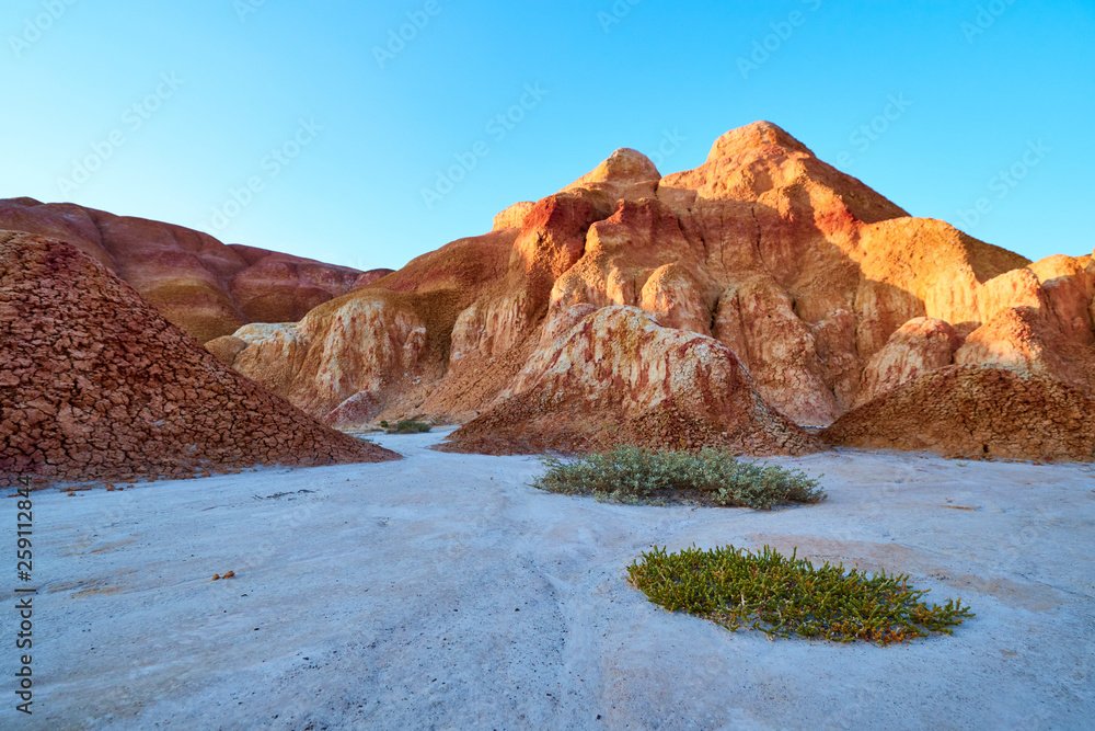 A small bush on the background of colored Akzhar mountains.  Colored chalk formations in Akzhar mountains are located in Central Kazakhstan.