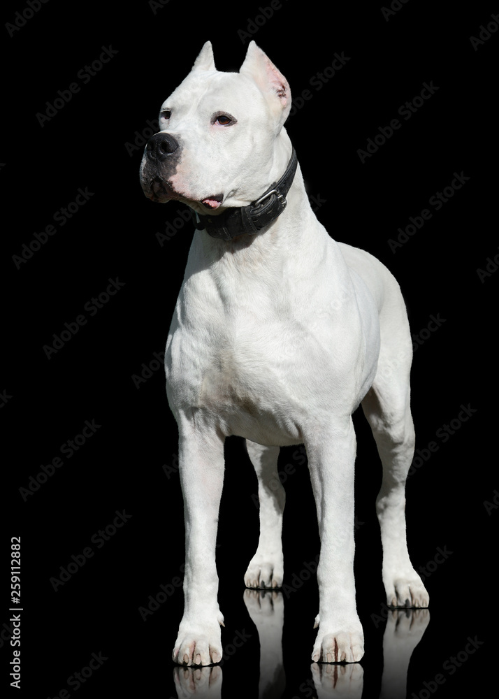 Dogo Argentino  stand isolated on black background. Front view