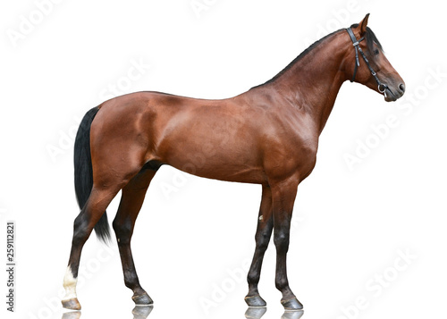 The beautiful bay sport horse standing isolated on white background. Side view