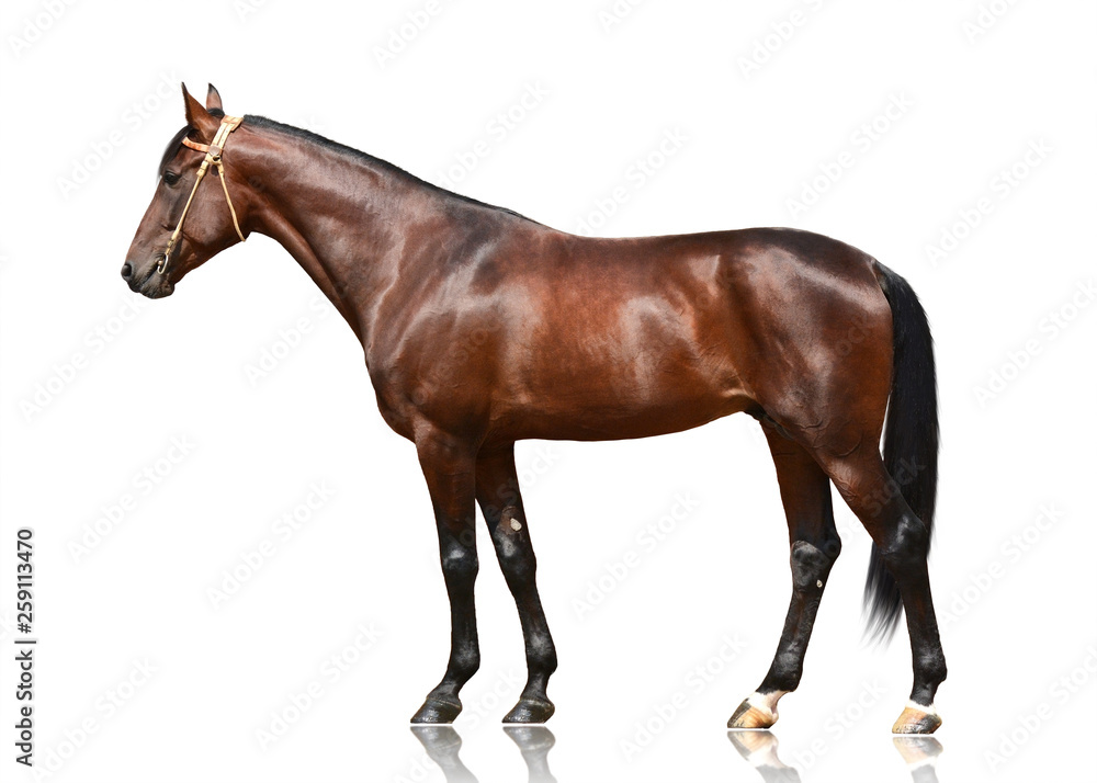 Obraz premium The brown horse trotter breed standing isolated on white background. side view
