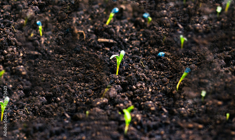 seedlings growing in soil seedlings growing in soil