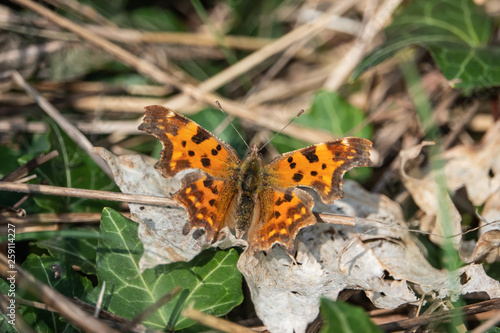 European Comma Butterfly on Leaf in Springtime