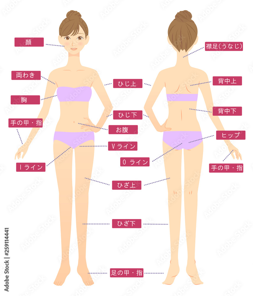 女性全身脱毛部位02 Stock Vector Adobe Stock