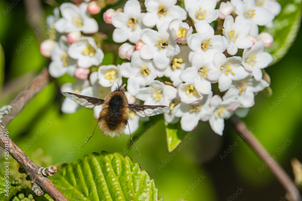 Greater Bee Fly Flying to Viburnum Flowers in Springtime Greater Bee Fly Flying to Viburnum Flowers in Springtime